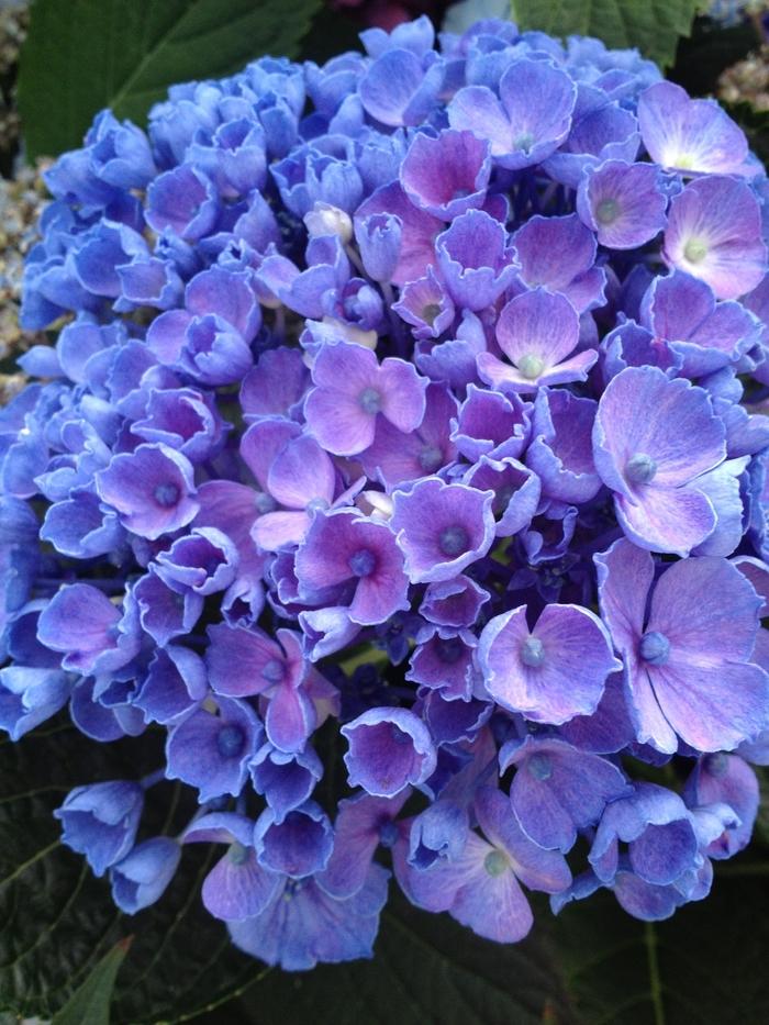 Hydrangea macrophylla Let's Dance® Rhythmic Blue®