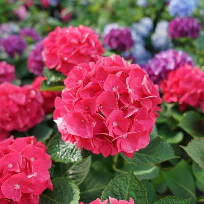 Hydrangea macrophylla Wee Bit Giddy®