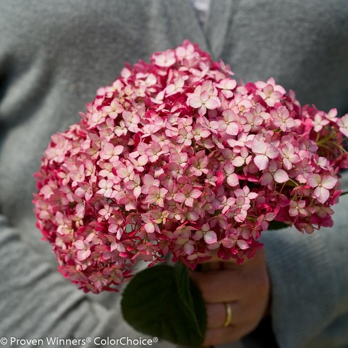 Hydrangea arborescens Invincibelle® Ruby