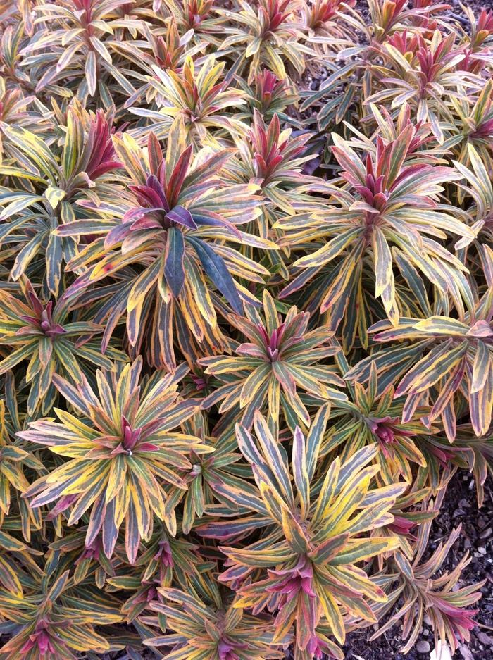 Euphorbia x martinii Sahara™ Ascot Rainbow