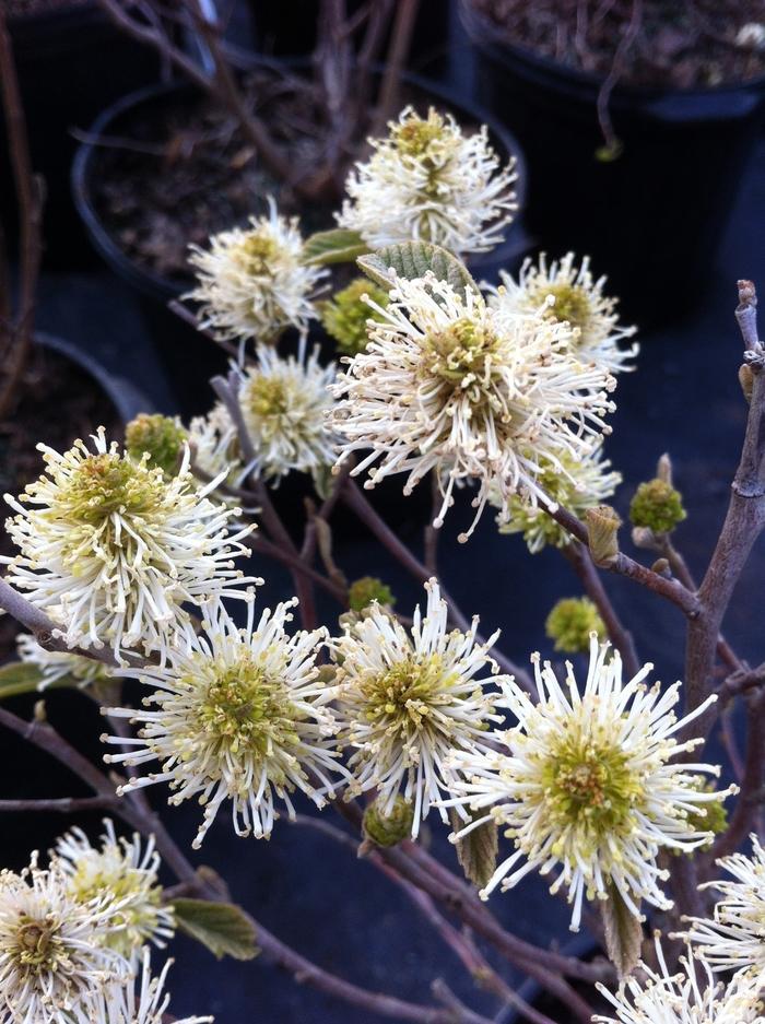 Fothergilla gardenii 