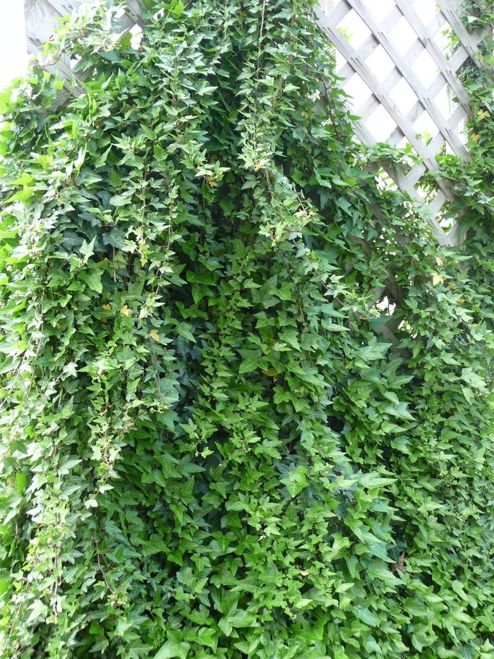 Hedera helix 