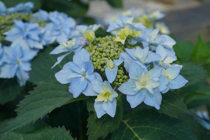 Hydrangea serrata Tuff Stuff Ah-Ha®