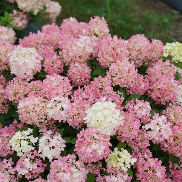 Hydrangea paniculata Fire Light Tidbit®