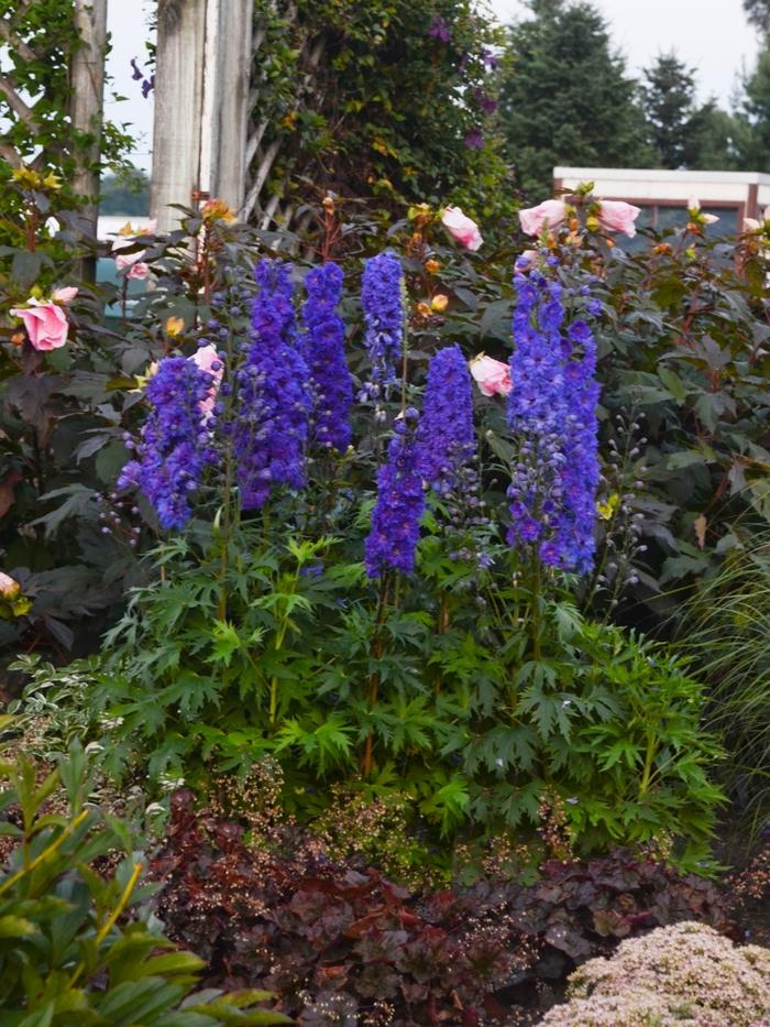 Delphinium elatum New Millennium™ Pagan Purples