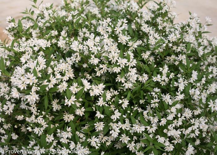 Deutzia Yuki Snowflake®