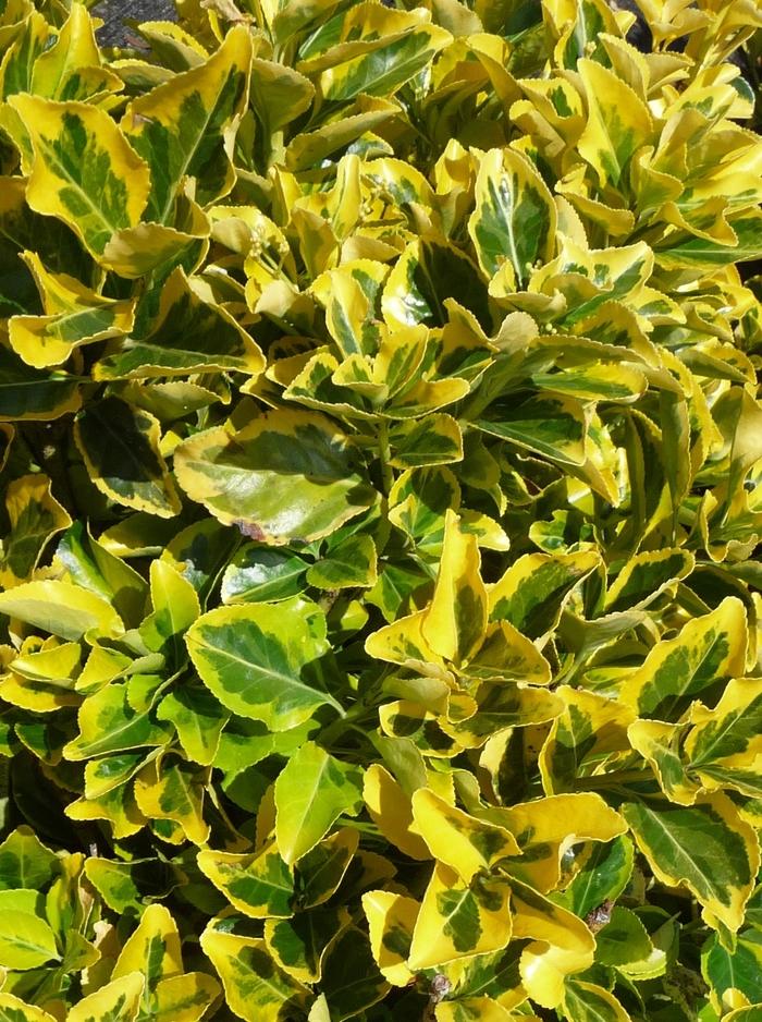 Euonymus japonicus Aureo-marginatus