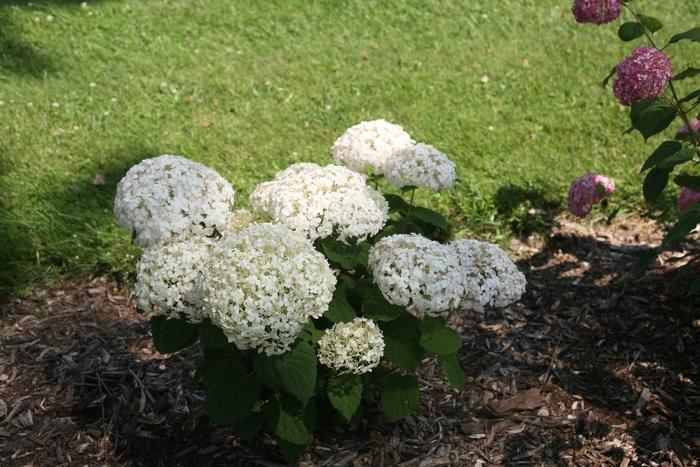 Hydrangea arborescens Invincibelle Wee White® 