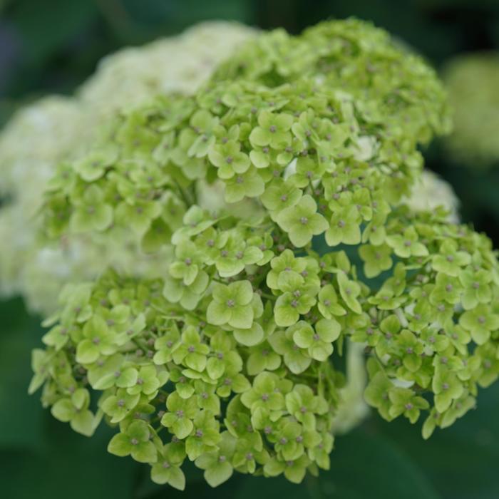 Hydrangea arborescens Invincibelle Sublime™