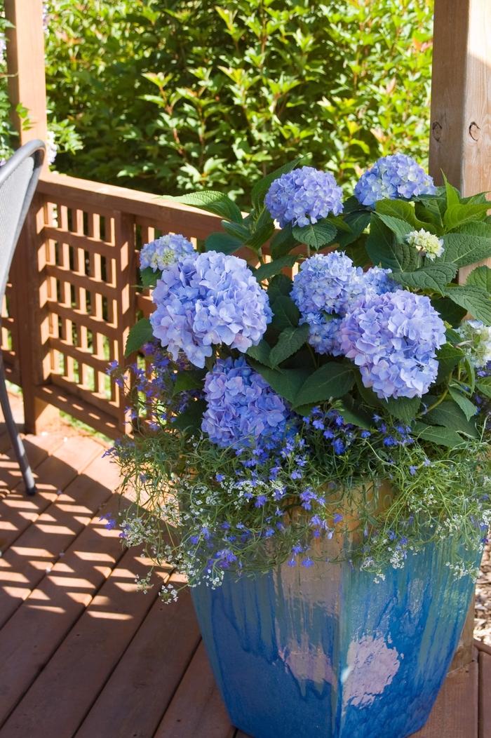 Hydrangea macrophylla Endless Summer