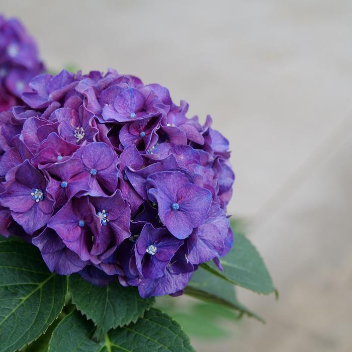 Hydrangea macrophylla Wee Bit Grumpy® 