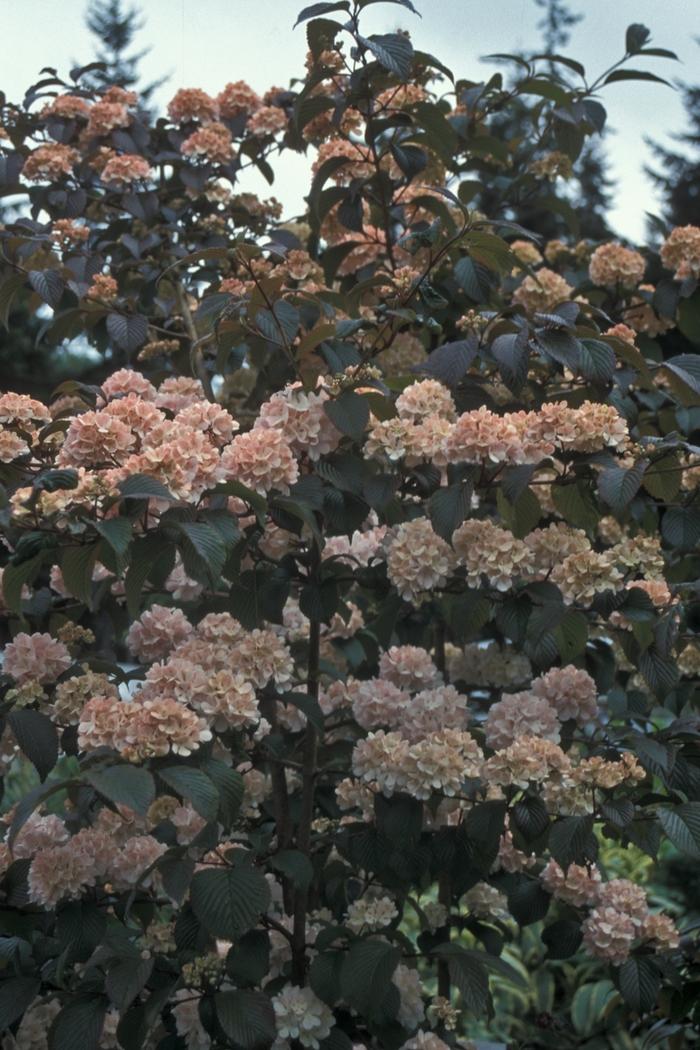 Viburnum plicatum f. plicatum Kern's Pink