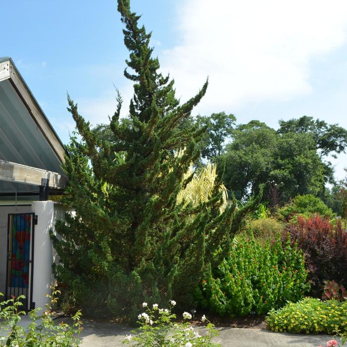 Juniperus chinensis Torulosa™