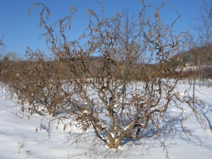 Corylus avellana Contorta