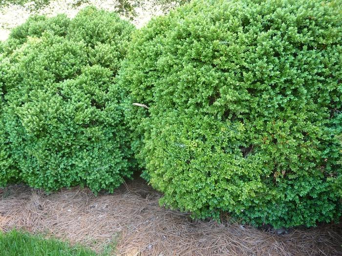 Buxus Green Velvet