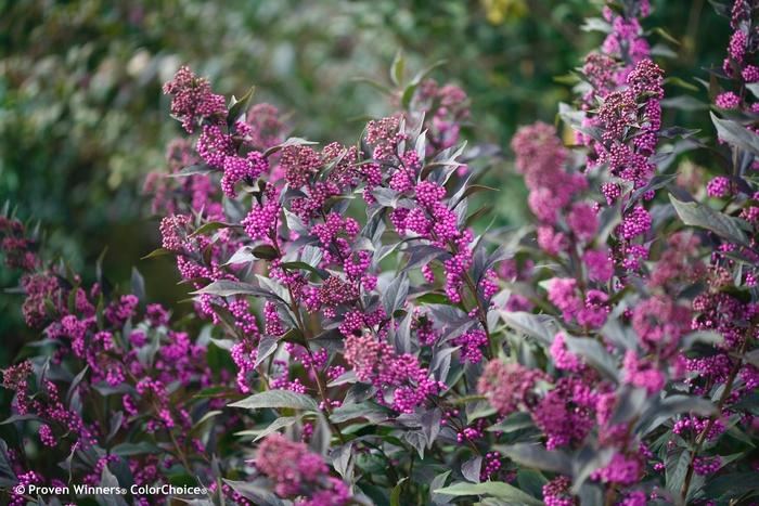 Callicarpa Pearl Glam®