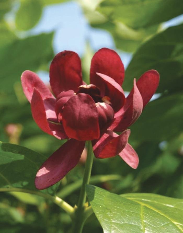 Calycanthus Aphrodite