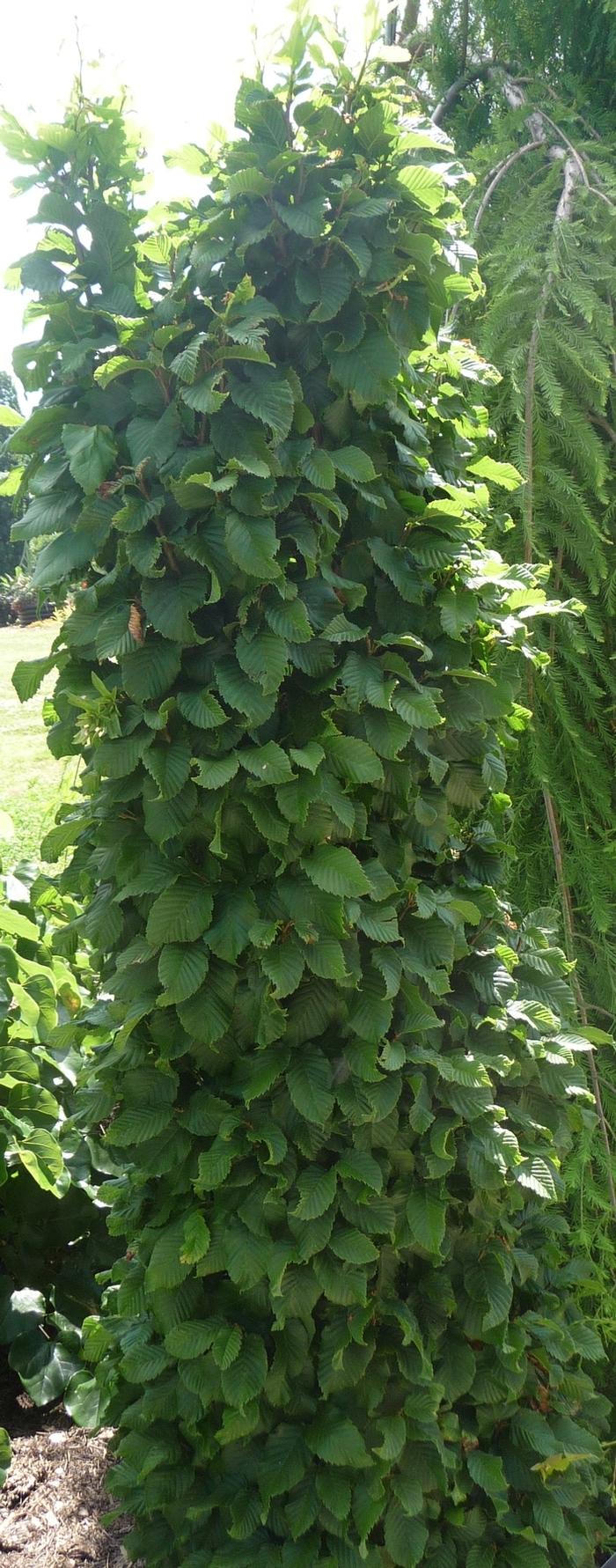 Carpinus betulus Columnaris Nana