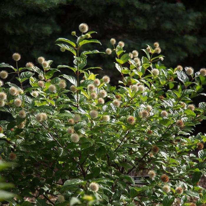 Cephalanthus occidentalis Fiber Optics®