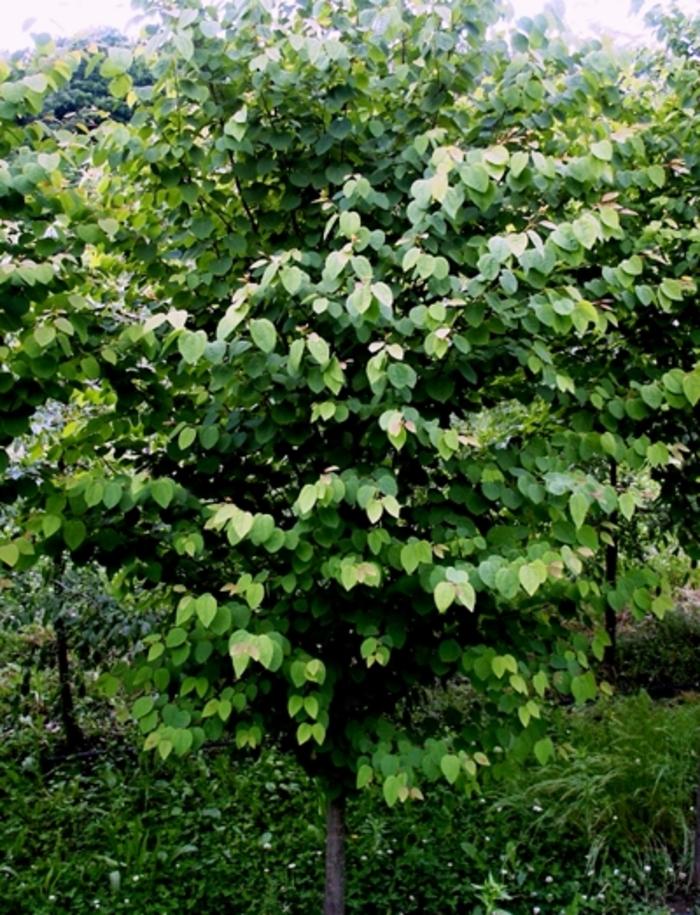 Cercidiphyllum japonicum 