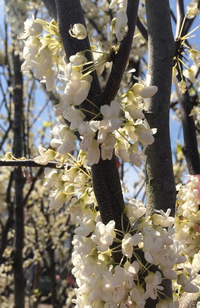 Cercis canadensis Royal White