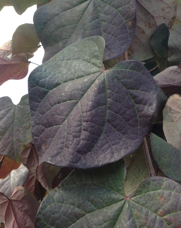 Cercis canadensis Ruby Falls