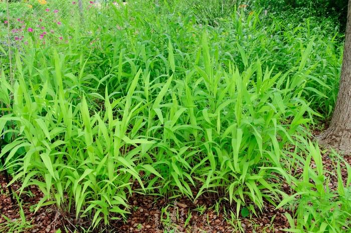 Chasmanthium latifolium 