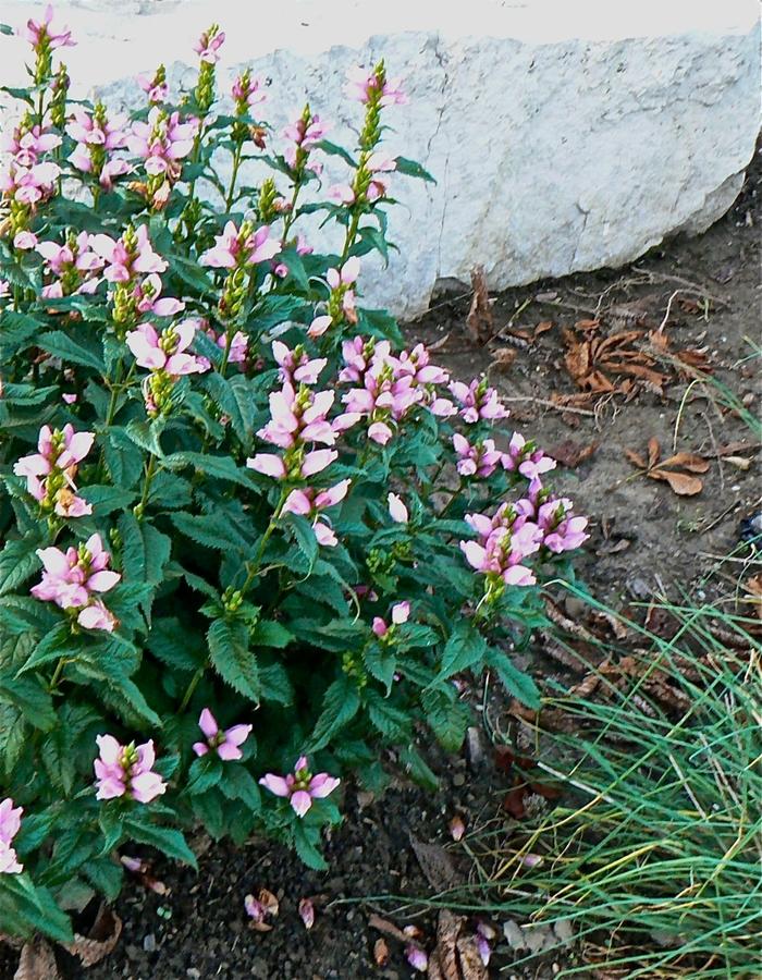 Chelone lyonii Hot Lips