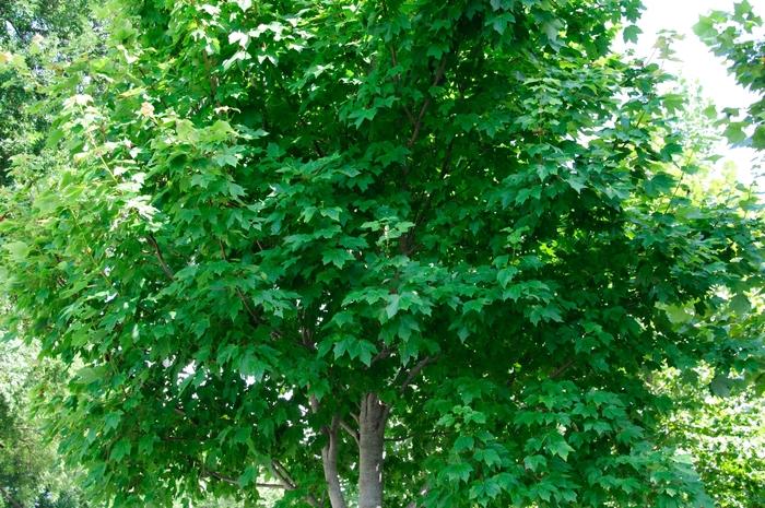 Acer rubrum October Glory