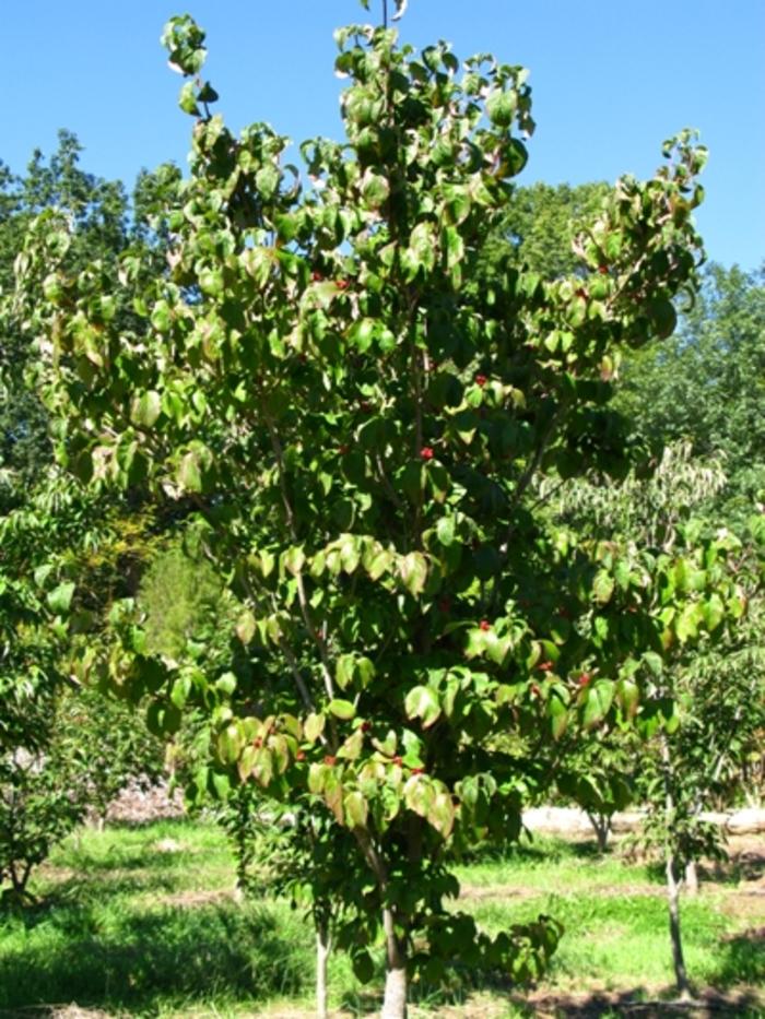 Cornus florida Cherokee Brave