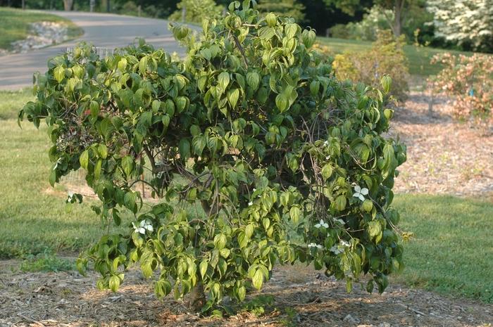 Cornus kousa Elizabeth Lustgarten