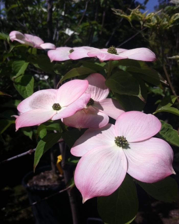 Cornus Stellar Pink®