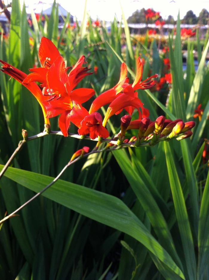 Crocosmia aurea Lucifer