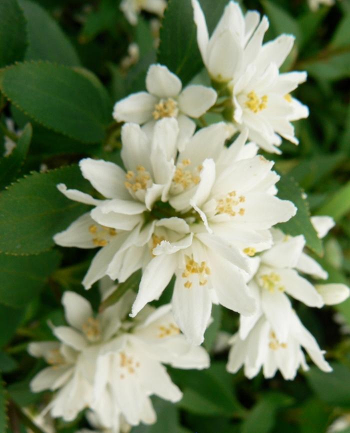 Deutzia gracilis Nikko