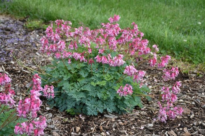 Dicentra Pink Diamonds