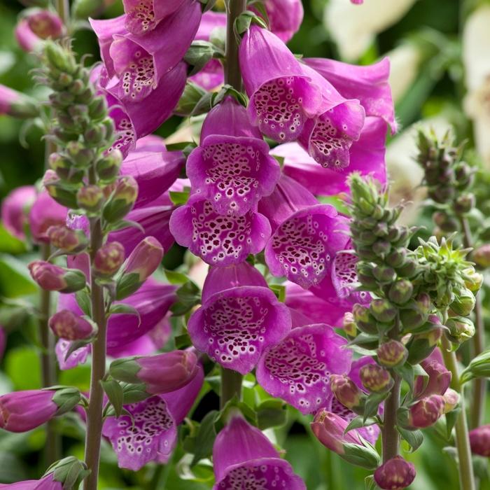 Digitalis purpurea Dalmatian Purple