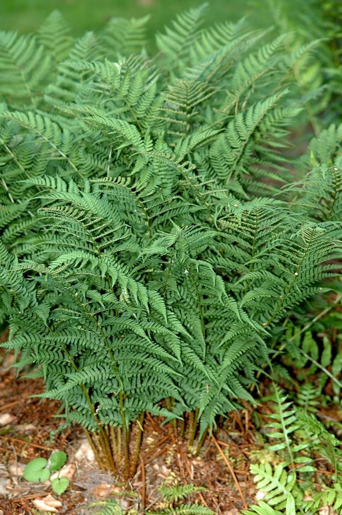 Dryopteris marginalis 