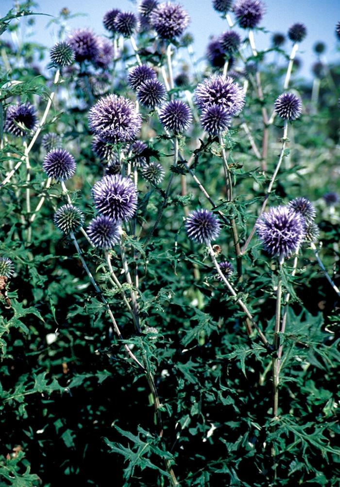 Echinops bannaticus Blue Glow