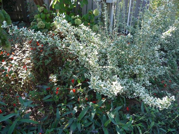 Euonymus fortunei Emerald Gaiety