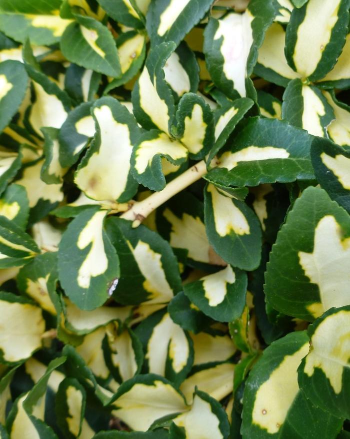 Euonymus fortunei Moonshadow