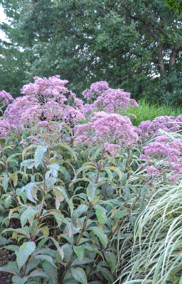 Eupatorium purpureum ssp. maculatum Gateway