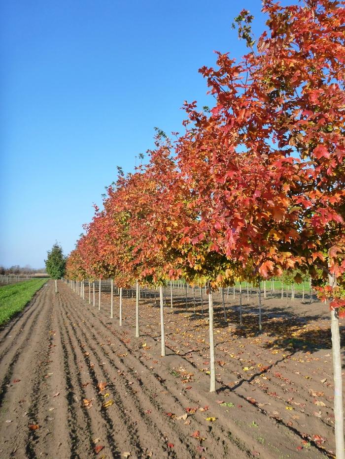 Acer saccharum Fall Fiesta®