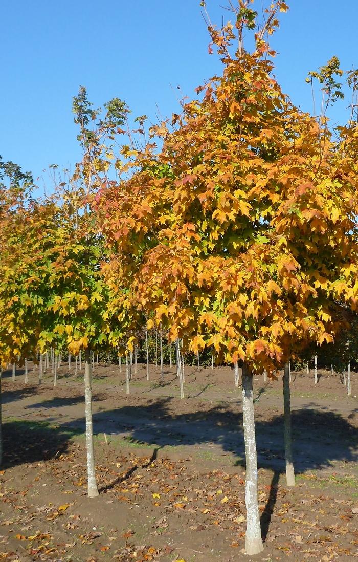 Acer saccharum Green Mountain