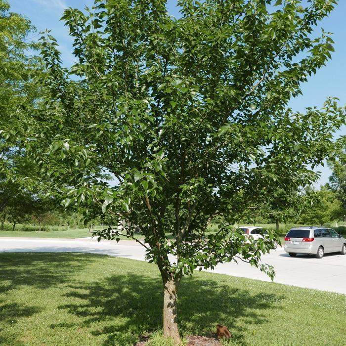 Gleditsia triacanthos var. inermis Skyline®