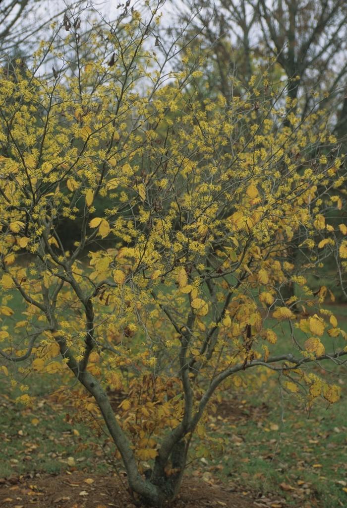 Hamamelis virginiana 