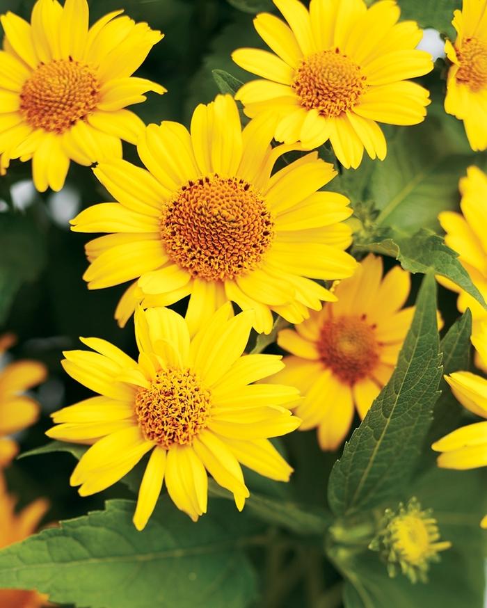 Heliopsis helianthoides Tuscan Sun