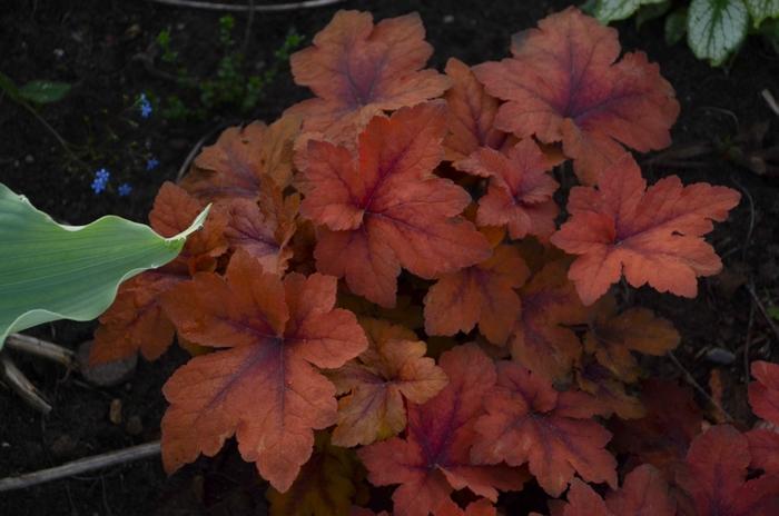 Heucherella Pumpkin Spice