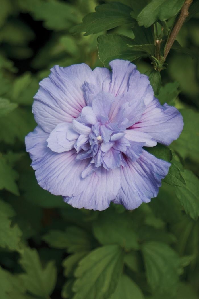 Hibiscus syriacus Blue Chiffon®