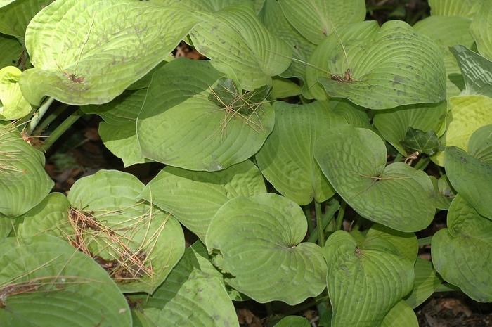 Hosta August Moon