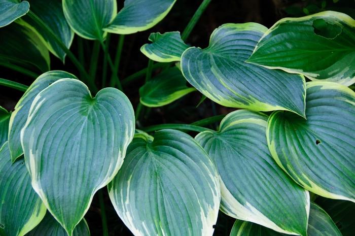 Hosta Mighty Mouse